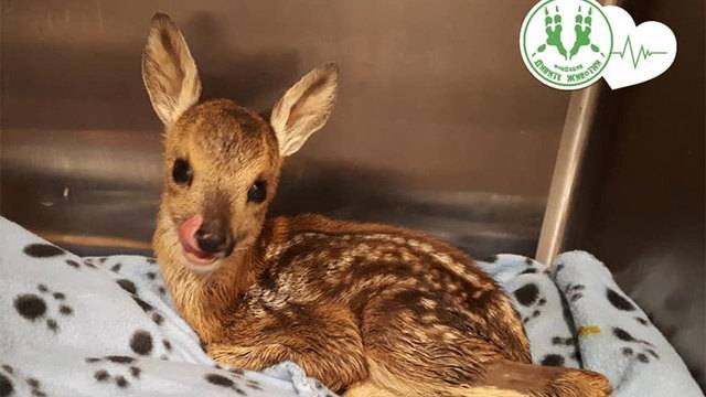 Любомила Кривошиева и нейната битка за спасяване на дивите животни