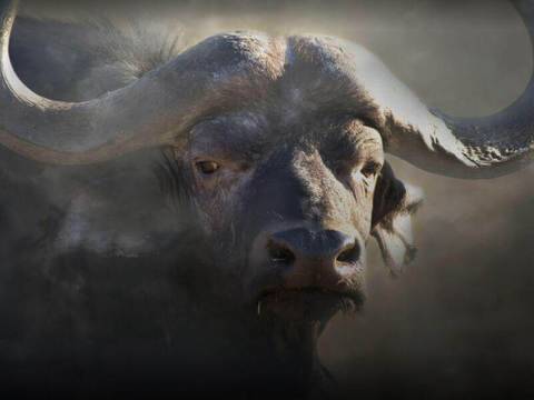 5 от най-опасните животни на планетата!