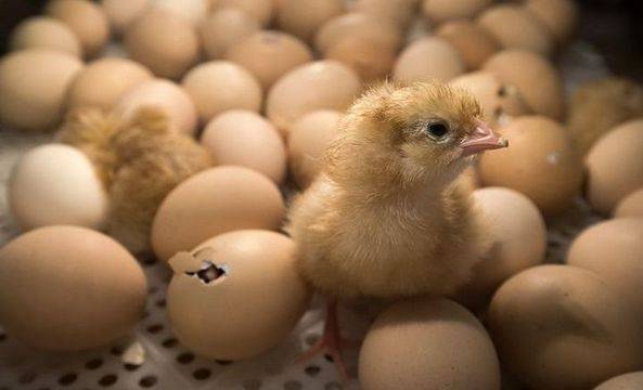 Чудото на живота: Стотици малки пиленца се излюпиха от изхвърлени на сметище яйца! (видео)