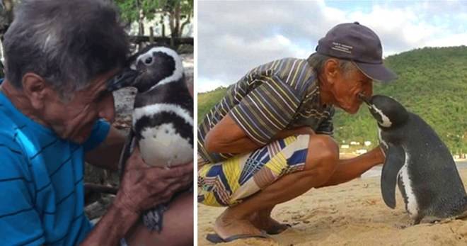 Човек Спасява Пингвинче, То Пътува Всяка Година 8000 Км За Да Го Види!