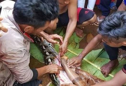 Тези ужасяващи кадри не са за хора със слаби сърца! Извадиха жена от тялото на гигантска змия!