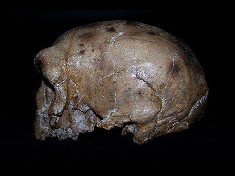 Черепът ‘Дали’ може да пренапише историята на човешката еволюция