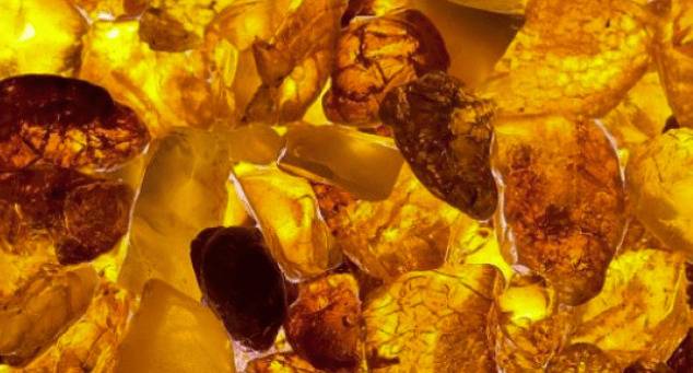 Учени с изключителна находка на повече от 99 милиона години (СНИМКИ)