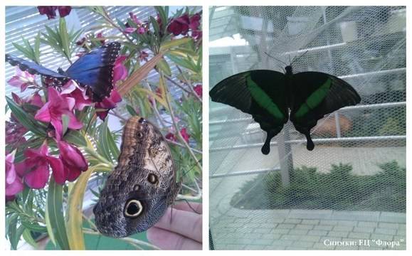 Екзотични пеперуди отново ще запърхат във Флората през юли