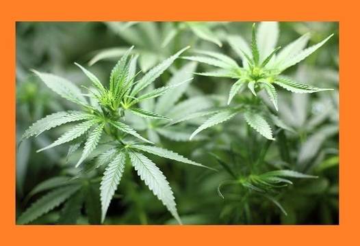 Все повече държави по света легализират производството и употребата на марихуана.