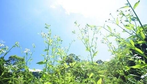 Днес слънчево и топло с максимални температури между 29° и 34°. След обяд на места ще превали