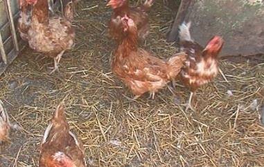 Огнище на птичи грип в Добричко, 320 хил. кокошки ще бъдат умъртвени