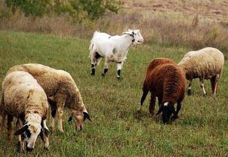 Откриха чума по овце в Ямболско. Над 700 животни ще бъдат евтанизирани