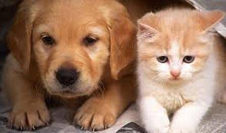 Кучета срещу котки: Кой е по-умен? :: Скандал - всички скандали | новини, икономика, еко, спорт, свят, анализи, шоу,...