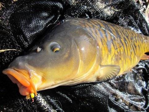 Избор на стръв според температурата на водата