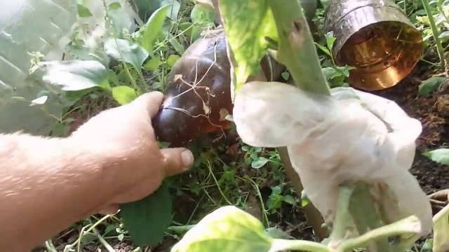 Откакто научих този трик вече не клеча в градината, за да поливам. Просто слагам бутилките и всичко е перфектно (видео)