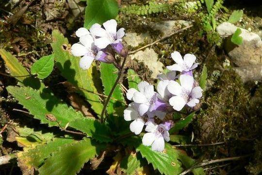 Кои билки са забранени за събиране у нас