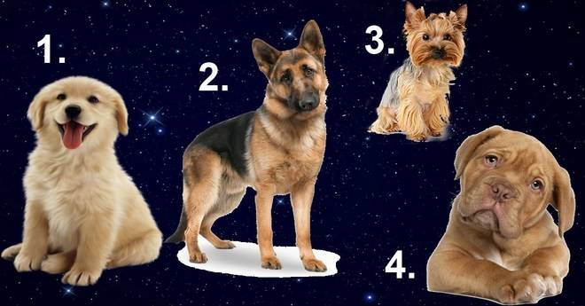 МНОГО ТОЧЕН ТЕСТ!!! Изберете куче и ще ви разкрием кой е идеалният мъж за вас!