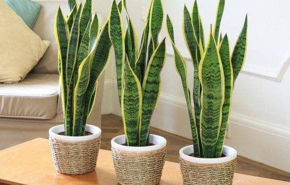 Тези растения са истинско благородно богатство! 6 растения, които ЗАДЪЛЖИТЕЛНО трябва да имате във вашия дом