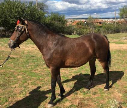 Безплатни обяви