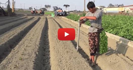 Прости били китайците, а? Вижте как се сади пипер там (видео)