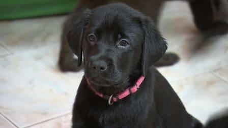 16 бебета лабрадори очакват своите приемни семейства във фондация „Очи на четири лапи“