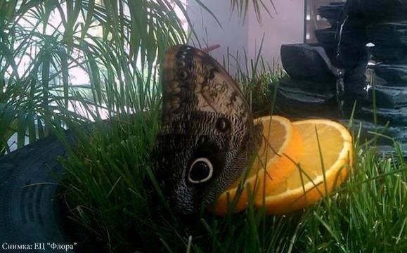 Утре отваря врати традиционната изложба на живи пеперуди във Флората