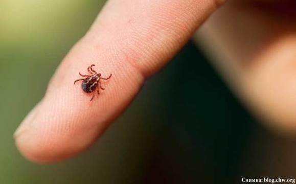 Проф. Кантарджиев: Честите валежи пречат за унищожаването на кърлежите