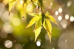 Днес слънчево с максимални температури между 27° и 32°. След обяд дъжд и гръмотевици