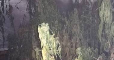 Откриха наркооранжерия в околностите на столицата