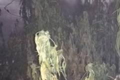 Откриха наркооранжерия в околностите на столицата