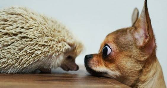 „За животните с любов“