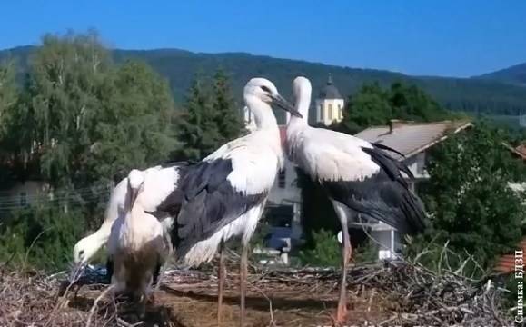 Щъркеловото риалити продължава – малките на Снежи и Ростислав са готови да отлетят