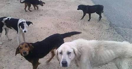 Кучета от приюта в Благоевград са изхвърлени край Кресна