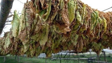 България е договорила износ на 10 хил. тона тютюн за Китай