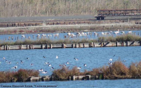 Наблюдаваме в реално време в нета живота в Лагуната