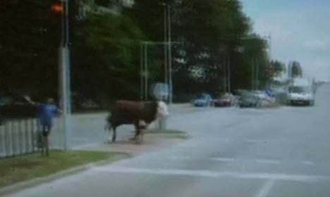 Бик на оживен пловдивски булевард изненада шофьорите (КАДРИ)