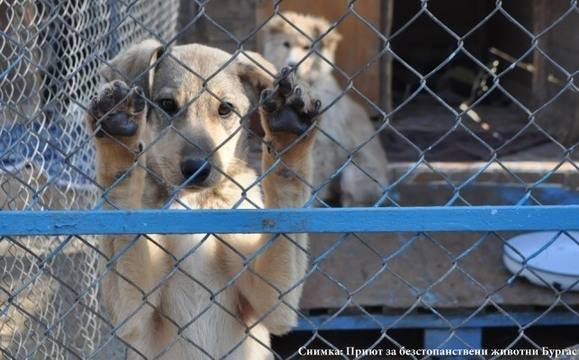 Деца продават играчките си, за да помагат на бездомни кучета