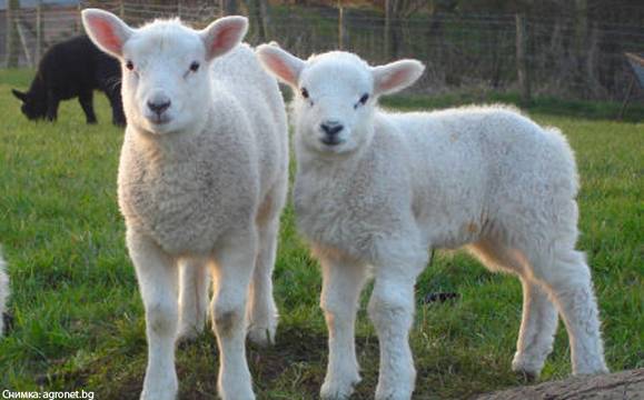 До момента са преведени 2 050 000 лева по помощта de minimis за Ямбол и Бургас