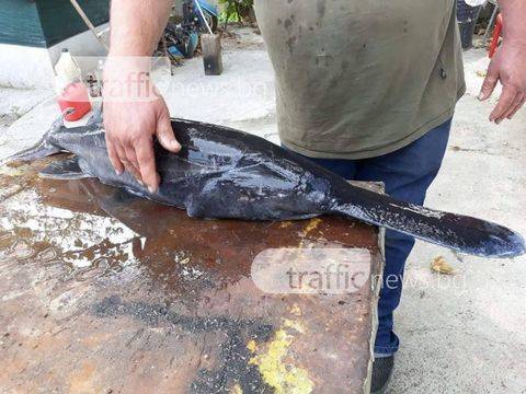 Шок в Първенец! Рибари извадиха невиждано в нашите реки чудовище, всички питат що за твар е това?!