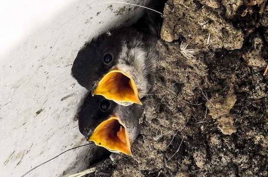 Лястовица е свила гнездо в дома ви? Ето какво означава това!