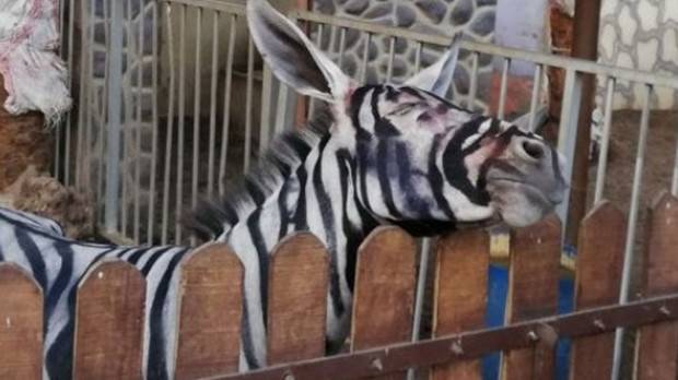 Египетски зоопарк се сдоби със зебра, като боядиса магаре | Temaonline.bg
