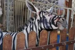 Египетски зоопарк се сдоби със зебра, като боядиса магаре | Temaonline.bg