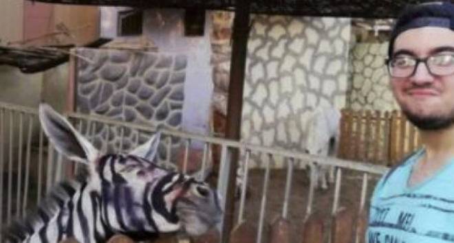 Нагла измама! В зоопарк боядисаха магарета, за да изглеждат като зебри