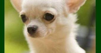 Родословие на кучето.