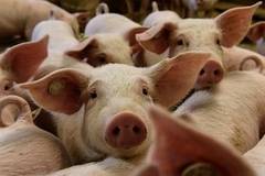 Заради чумата: Близо 50 000 прасета евтаназирани в Румъния