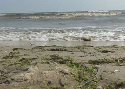 Токсични водорасли се появиха в Балтийско море заради необичайно горещо време