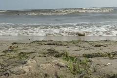 Токсични водорасли се появиха в Балтийско море заради необичайно горещо време