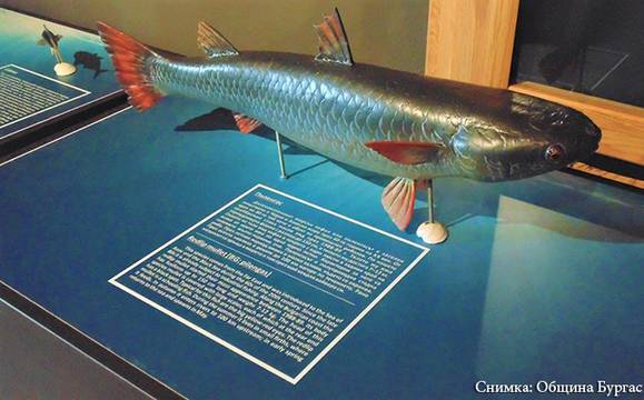 Най-интересните черноморски риби разкриват тайните си пред гостите на Св. Анастасия