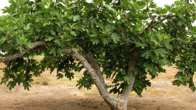 Тези листа са 100 ПЪТИ по-мощни от чесъна! Редуцират теглото и кръвната захар, топят тлъстините, а ги има НАВСЯКЪДЕ!