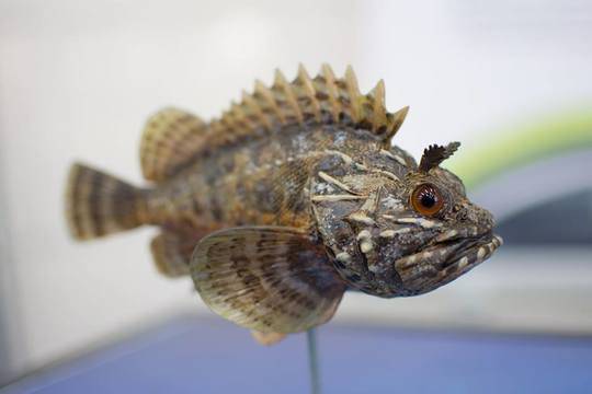 Най-интересните черноморски риби разкриват тайните си пред гостите на остров Св. Анастасия