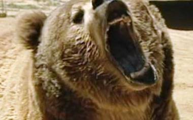 Кървав ужас! Подивяла мечка разкъса двама младежи в центъра на града!