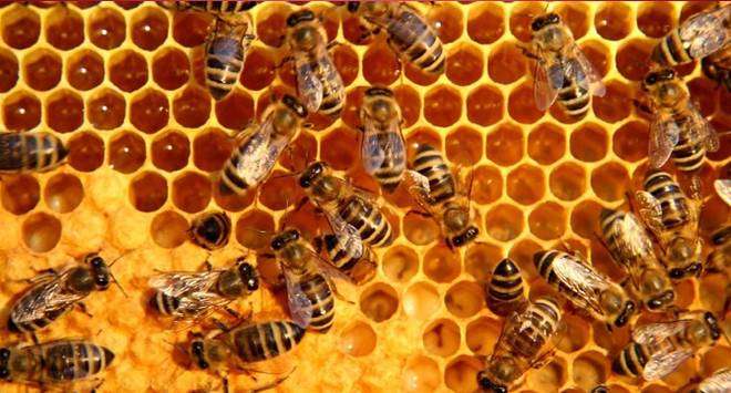 Да научим повече за меда и неговите преимущества