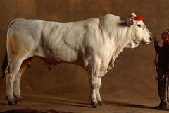 Величествената Chianina