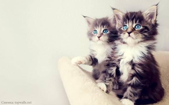 Честит ден на… котките!